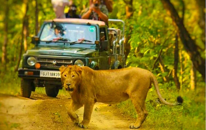 gir_jungle_safari1